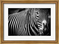 Framed Zebra II Black & White
