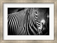 Framed Zebra II Black & White