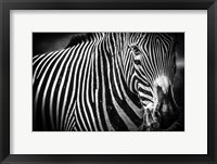 Framed Zebra II Black & White