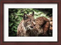 Framed Lynx Tonque