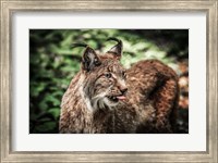 Framed Lynx Tonque