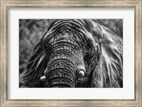 Framed Elephant Front Black & White