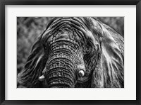 Framed Elephant Front Black & White