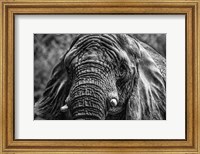 Framed Elephant Front Black & White