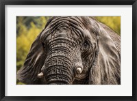Framed Elephant Front