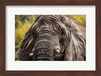 Framed Elephant Front