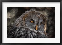 Framed Wisdom Owl Black & White