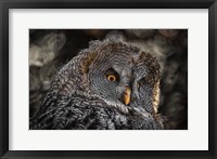 Framed Wisdom Owl Black & White