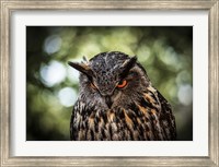 Framed Evil Owl III