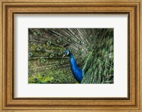 Framed Peacock Showing Off