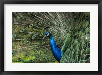 Framed Peacock Showing Off