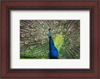 Framed Peacock Showing Off II