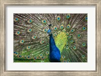 Framed Peacock Showing Off II