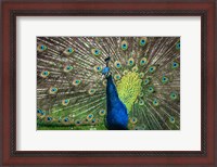 Framed Peacock Showing Off II