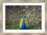 Framed Peacock Showing Off Close Up