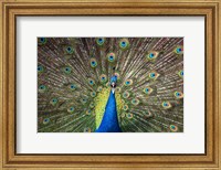 Framed Peacock Showing Off Close Up