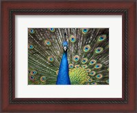 Framed Peacock Showing Off Close Up II