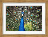 Framed Peacock Showing Off Close Up II