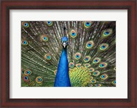 Framed Peacock Showing Off Close Up II