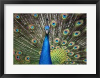 Framed Peacock Showing Off Close Up II