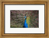 Framed Peacock Showing Off III