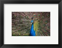 Framed Peacock Showing Off III