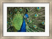 Framed Peacock Showing Off Close Up III