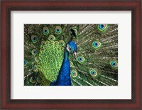 Framed Peacock Showing Off Close Up III