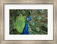 Framed Peacock Showing Off Close Up III