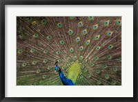 Framed Peacock Showing Off IV