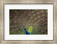 Framed Peacock Showing Off IV