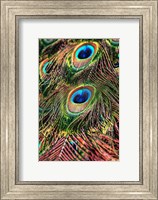 Framed Peacock Feathers