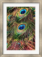 Framed Peacock Feathers