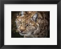 Framed Lynx Close Up