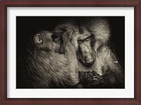 Framed Baboon II Sepia