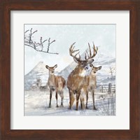 Framed Stag And Females