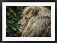Framed White Lion Side