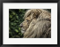 Framed White Lion Side