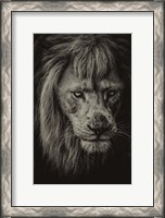 Framed White Albino Lion IV Sepia