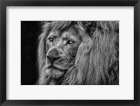 Framed White Albino Lion Close Up Black & White