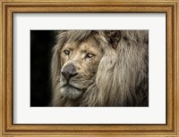 Framed White Albino Lion Close Up