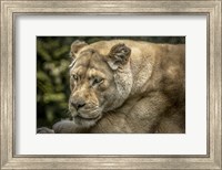 Framed Female White Lion II