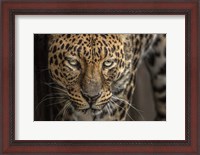 Framed Jaguar
