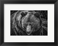 Framed Grizzly Black & White