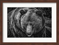 Framed Grizzly Black & White