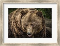 Framed Grizzly