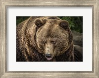 Framed Grizzly