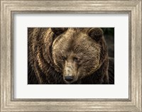 Framed Grizzly II