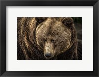 Framed Grizzly II