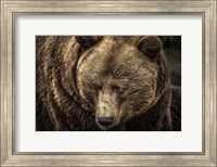 Framed Grizzly II